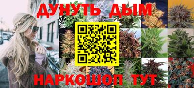 стафф Кингисепп